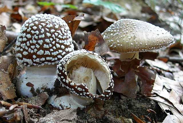 2005 :  Un anno di funghi